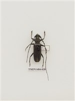 藏品(皺胸深山天牛)的圖片